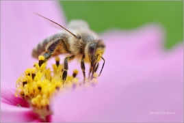 <p>VČELA MEDONOSNÁ (Apis mellifera) ---- /Western honey bee - Westliche Honigbiene/</p>